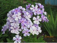 ����������� �����.JPG