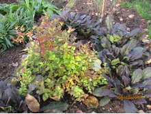 ������ �������� ������ ������.JPG