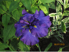 ���� �������� ������� ����