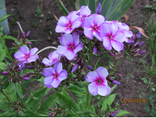 ����������� ������ - �����.JPG