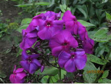 ����������� ����.JPG