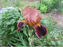 ���� ��������� Depute Nommblot.JPG