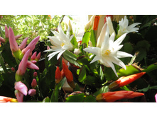 ������������� �����