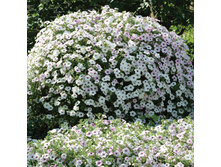 ������ ���� Silver 80� �������