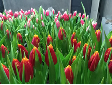 IMG 20170301 070321[1].jpg