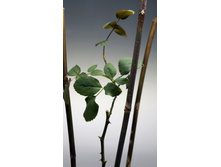 ������� ��� � ����