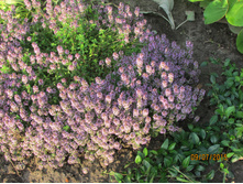 ������ (2).JPG