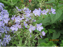 ������������� ���������.JPG