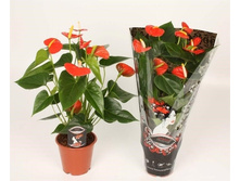 �������� ���� ����� - ��  550 ���.