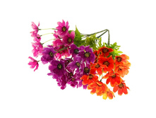 ����� "������� �������" ��������� "������� �������" ���� �����; 33 ��; �������, ��������; � ����� 600 ��. ���.: 1049696 75.37 ���.