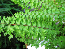 ���������� ���������