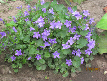 �������� ��� ����������.JPG