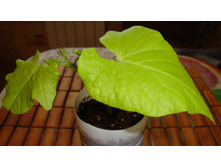 ������ �����