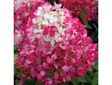 ��������� �������-���