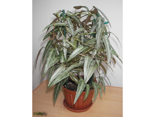 Cissus-amazonica-(L)