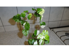 ��������� �������� �����������(Asystasia gangetica variegata)- ���� .....