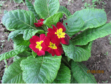 ������ �������.JPG