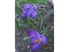 ������ (2).JPG