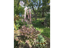 �������� ���� �����.JPG