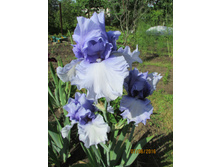 ���� ��������� ���� ����