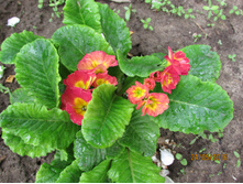 ������� �����������.JPG