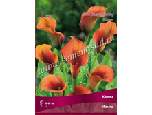 ����� �����.jpg