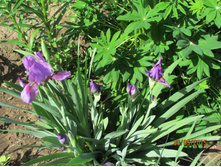 ���� ��������� �����