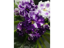 ��-��������