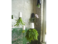 Sky Planter