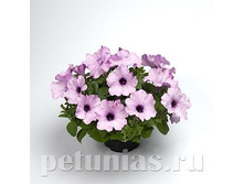 NEW ������� Ramblin Amethyst ������� 80�