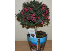 ������������ (Leptospermum)- 750- 800 ���.