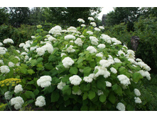 ��������� �����������.JPG