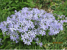 ������������� �������.JPG