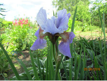 ���� ��������� ���������