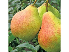 ����� ���� 280�