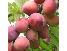 500x500.����� ����.jpg