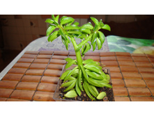 ��������� Happy Bean