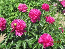 ���� �������.JPG