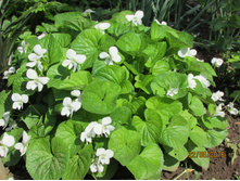 ������ �����������.JPG