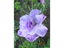 ���� ��������� �������� ����.JPG