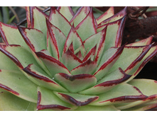 ������� Echeveria agavoides 'Ebony'- 220 ���.