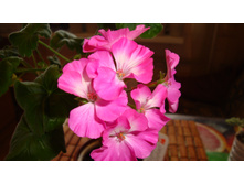 ���������� ������ ������( �� ����� 2016�)