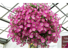 ������� Opera Supreme Pink Morn 80� �������