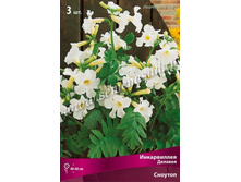 ����������� ������� �������.jpg