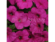 ������� Easy Wave Neon Rose ������� 80�