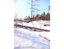 IMG 20170311 105249.jpg