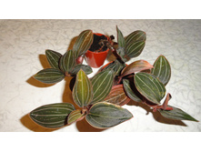 ������� �������� (Ludisia discolor)-