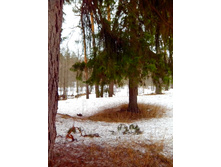 IMG 20170318 090540.jpg