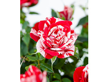 ���� ����� ����� (Rosa Patio Imola.)