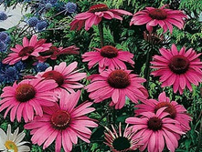 �������� ��������� 100 �